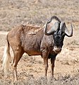 black wildebeest