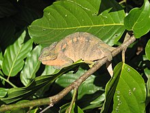 Furcifer oustaleti