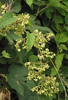 Mannelijke hopbloemen op een mannelijke plant