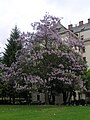 Общий вид дерева Paulownia tomentosa