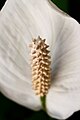 பிரேசில் Spathiphyllum மடல் பூங்கொத்து.