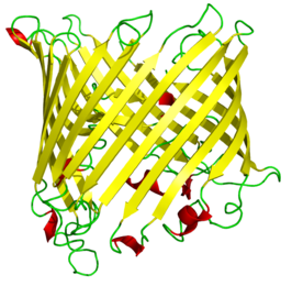 18-strand β barrel. Bacterial sucrose-specific porin from S. typhimurium. It sits in a membrane and allows sucrose to diffuse through. (PDB: 1A0S​)