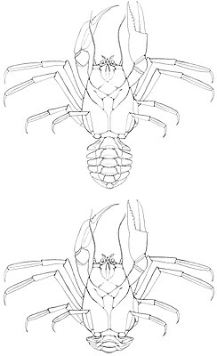 Eocarcinus praecursor, реконструкция 2020 года