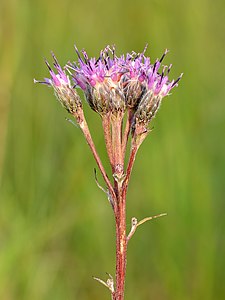 Соссюрея эстонская Saussurea alpina subsp. esthonica