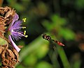 pestřenka Ocyptamus fuscipennis