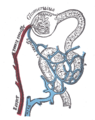 Distribuição dos vasos sanguíneos no córtex do rim.