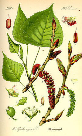 Zwarte populiere (Populus nigra)