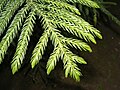 Image 8Araucariaceae: awl-like leaves of Cook pine (Araucaria columnaris) (from Conifer)