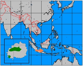 Mũi tên màu cam chỉ đến đảo Bawean. Green on inserted map highlights approximate range of Bawean deer on the island.