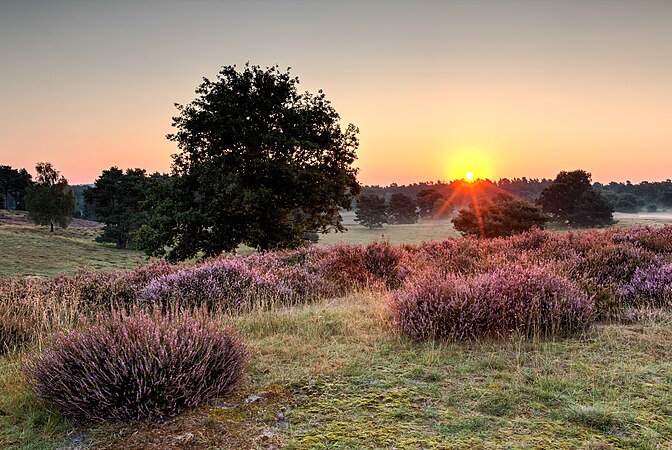圖為開花灌木叢的日出，攝於德國北萊茵-威斯特法倫州哈爾滕市的一自然保護區。