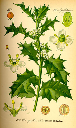 Descripcion d'l'imatge Illustration Ilex aquifolium0.jpg.