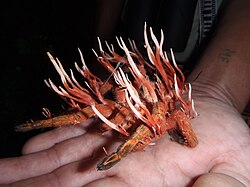 Cordyceps ignota met langwerpige stromata, die parasiteert op een vogelspin.