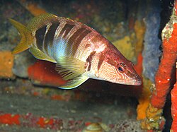 Raitasaha-ahven (Serranus scriba)