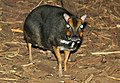Philippine mouse-deer