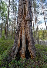 Brandljud på tall som överlevt en skogsbrand.