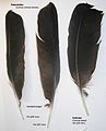 Czarnowron (Corvus corone corone) i kruk (Corvus corax)