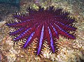 Trnasta morska zvezda (Acanthaster planci) red Valvatida