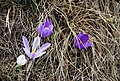 Frühlings-Krokus (Crocus vernus) auf der Hebalm