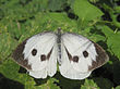 Pieris brassicae