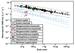 Двойная диаграмма, построенная с учётом влияния филогении (Log10 PGLS), показывающая отношение значений массы тела (г) и стандартной скорости метаболизма при допущении, что масса тела одинакова (msSMR; mL O2 h−1 g−1), для современных млекопитающих (n = 117), современных рептилий (n = 55) и ископаемых маммалиаформ (оценка)