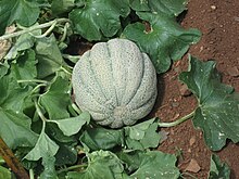 Melon