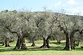 شجر الزيتون الذي يعتبر الشجرة الشائعة في المناخ المتوسطي
