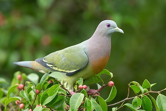 Pink-necked green pigeon (Treron vernans)