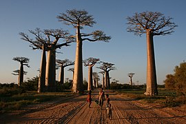 Алея баобабів на Мадагаскарі