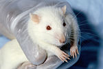 Albino Wistar rat, a strain commonly used for both biomedical and basic research.