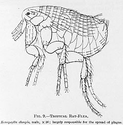 Description de l'image XenopsyllaCheopis.jpg.