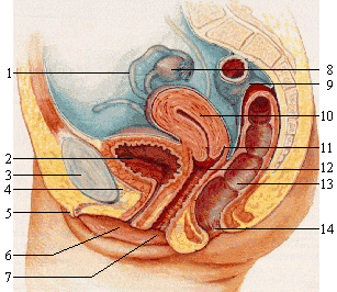 Delwedd:Organau cenhedlu benywaidd.png