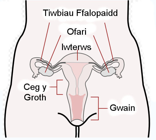 Delwedd:TiwbiauF.jpg