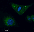 Lipid droplets in murine microglia