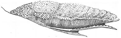 A tongue and sublingua in the ring-tailed lemur, with the serrated sublingua mostly attached to the underside of the tongue.