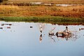 Great blue heron and ducks