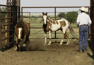 Original photograph of horses being sorted in a corral