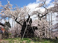 樹齢2000年ともいわれる神代桜