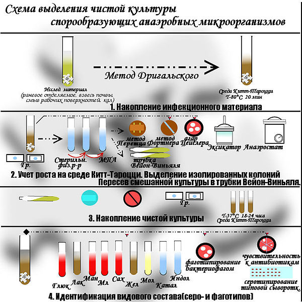 Файл:Anaeroben.jpg