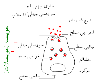 فائل:MEROCRINE-CELL.PNG