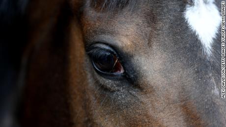 HUNGERFORD, ENGLAND - APRIL 10: A detailed view of the eye of a racehorse from Archie Watson&#39;s yard during a visit to the Upper Lambourne stables of Archie Watson on April 10. 2019 near Hungerford, England. (Photo by Alex Davidson/Getty Images)