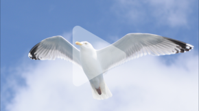 seagull with play arrow overlay