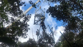 the installation of a research tower surrounded by trees