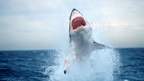 a great white shark breaching in False Bay in South Africa