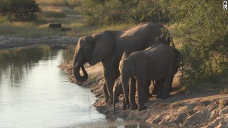 Elephants at Kruger National Park in South Africa.