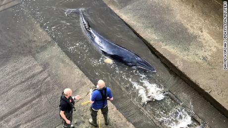 Rescue attempts are made as a small whale stranded in the River Thames is seen in this picture obtained from social media in London, Britain, May 9, 2021. DAVID KORSAKS @dkfitldn/via REUTERS THIS IMAGE HAS BEEN SUPPLIED BY A THIRD PARTY. MANDATORY CREDIT. NO RESALES. NO ARCHIVES.     TPX IMAGES OF THE DAY