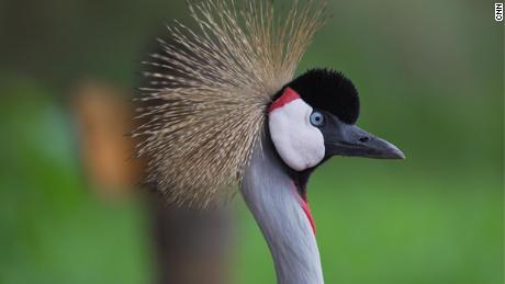 Gray crowned cranes were a popular status symbol pet in Rwanda, kept in private homes and hotel gardens and often had their wings broken or damaged to prevent their escape.