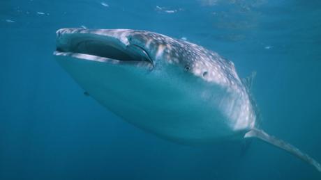 Whale shark