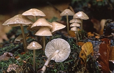 Mycena galericulata