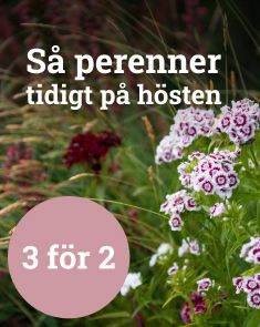 Utvalda perenner för tidig höstsådd - 3 för 2