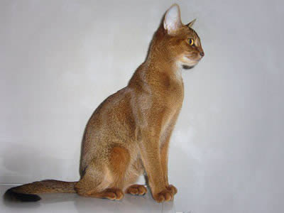   (Abyssinian)